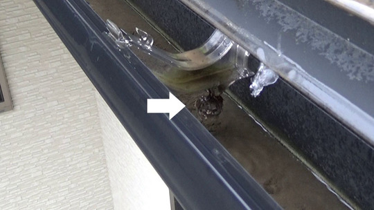 福島市でコアシナガバチ駆除の現場