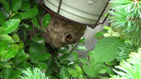 植木鉢に作ったコガタスズメバチの巣