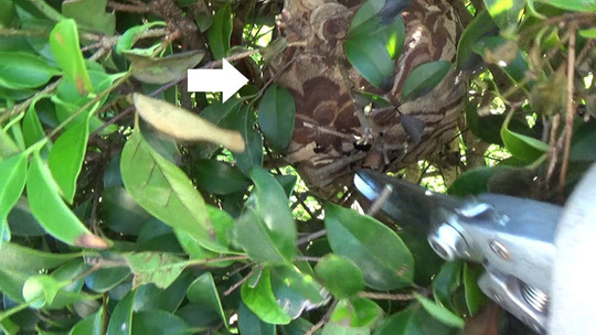 生垣の中のコガタスズメバチの巣