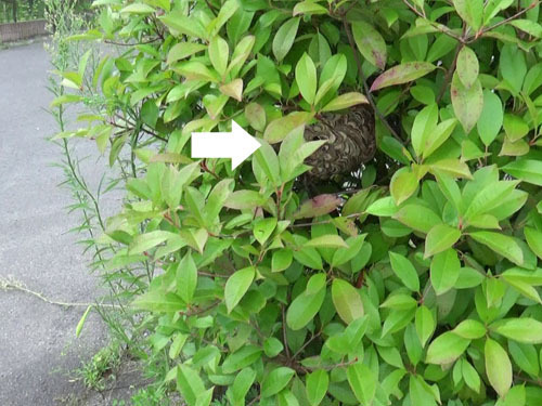 生垣に作ったコガタスズメバチの巣が見える