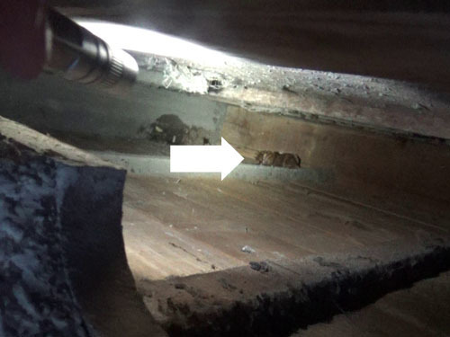 殺虫剤がかかり苦悶し外に出てきたスズメバチ（白河市)