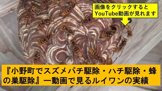 小野町でのハチ駆除の実績動画