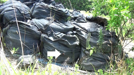 スズメバチ駆除-飯館村でスズメバチが出入りするフレコンバッグ