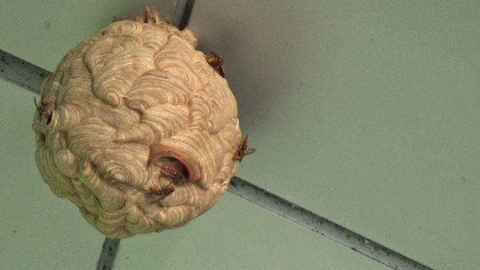 キイロスズメバチの引っ越し巣（須賀川市）