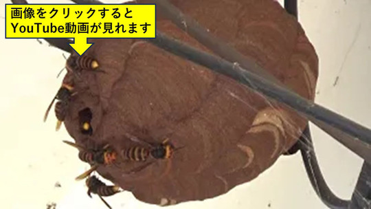 すだれに隠れていたコガタスズメバチの巣