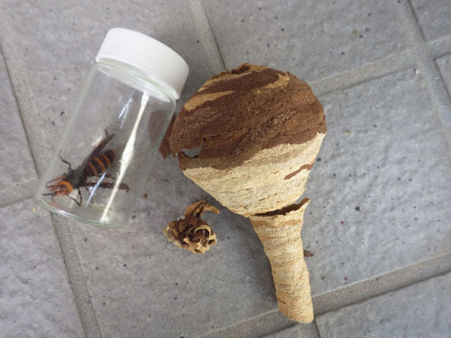 駆除したスズメバチの巣（矢吹町）