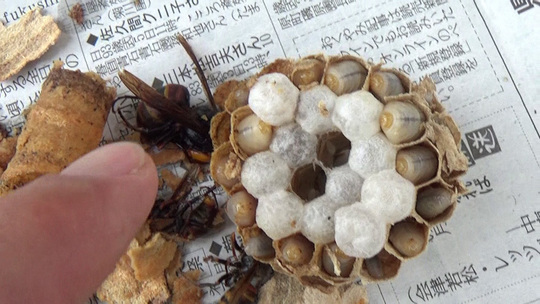 スズメバチ駆除-本宮市で逆トックリ型の巣の解体