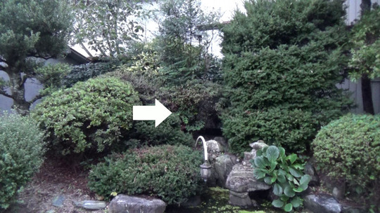 スズメバチ駆除の現場（郡山市）