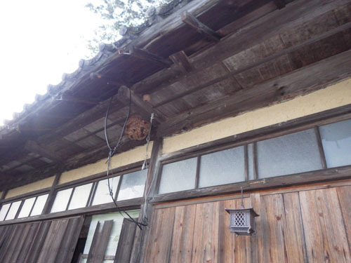 郡山市でスズメバチ駆除の現場（倉庫内への出入り口）