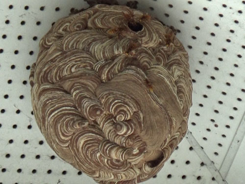 キイロスズメバチの引っ越し巣（三春町）