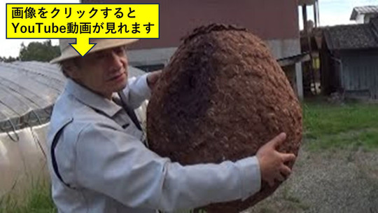 大玉村で軒下のキイロスズメバチの巣