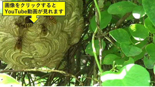 刺された現場のキイロスズメバチの巣