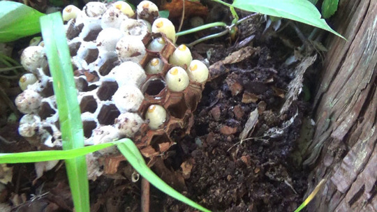 かき出したヒメスズメバチの巣