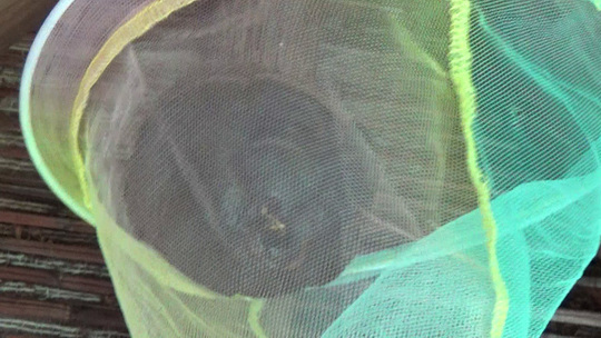 スズメバチ駆除-三春町役場から駆除要請された蜂の巣撤去