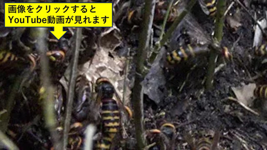 二本松市でオオスズメバチがモンスズメバチの巣を襲う