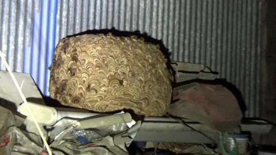 スズメバチ駆除-郡山市で空き箱のスズメバチ駆除