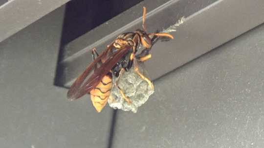 セグロアシナガバチの初期巣と女王蜂（郡山市）