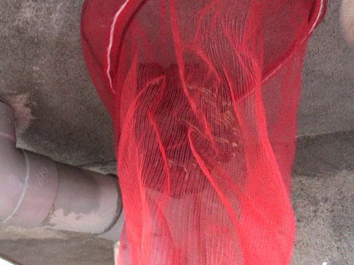 スズメバチの巣を撤去（鏡石町）