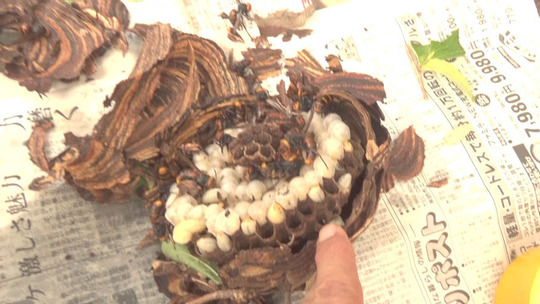 駆除したコガタスズメバチの巣（本宮市）