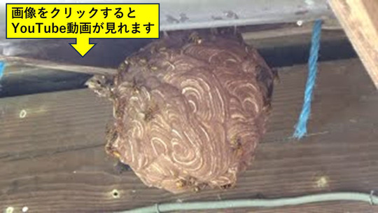 二本松市で軒下のキイロスズメバチの引っ越し巣
