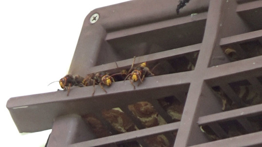 本宮市でスズメバチ駆除の現場