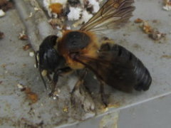 オオハキリバチの特徴