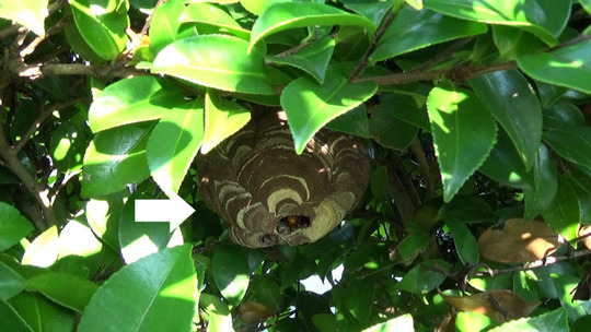 須賀川市でコガタスズメバチ駆除の現場