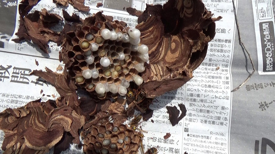 スズメバチ駆除-飯館村でスズメバチの巣を解体