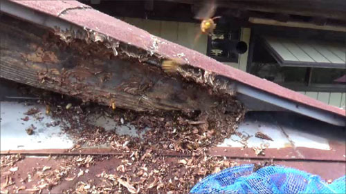 スズメバチの巣の外被を除去（郡山市）