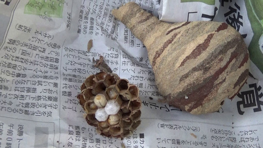 駆除したコガタスズメバチの巣（郡山市）