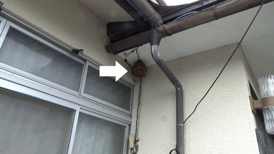 軒下に作ったスズメバチの巣駆除の現場