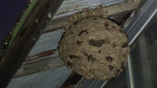 軒下のキイロスズメバチの巣