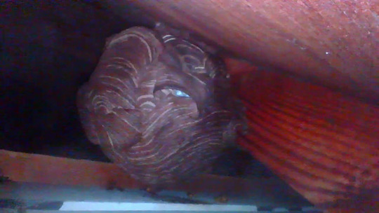 軒裏天井のキイイロスズメバチの巣