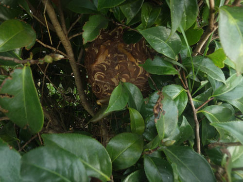 郡山市でツバキにスズメバチの巣