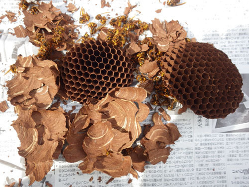 駆除した軒下のスズメバチの引っ越し巣（二本松市）