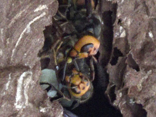 オオスズメバチが幼虫・蛹を肉団子にして運ぶ(白河市)