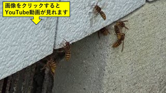 床下から出入りするスズメバチたち