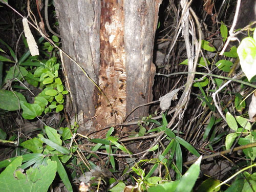 スズメバチの巣は樹洞に