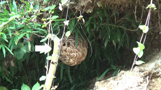 本宮市でスズメバチ駆除