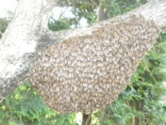 ミツバチの分蜂群