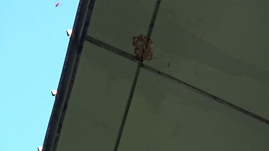 キイロスズメバチの巣の撤去跡（須賀川市）