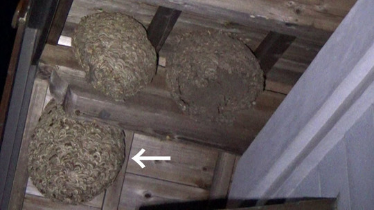 郡山市で２階軒下のキイロスズメバチの現場