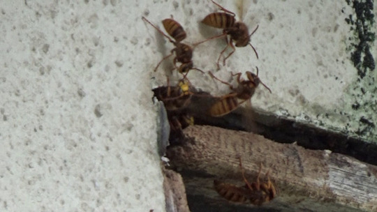 須賀川市でスズメバチ駆除の現場