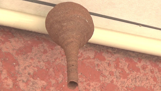 コガタスズメバチが軒下に作った逆トックリ型の巣