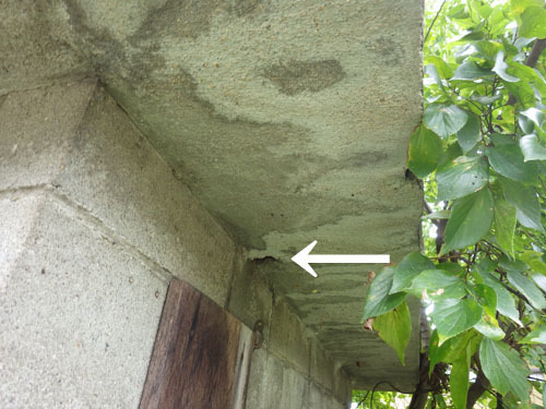 スズメバチが出入りする軒裏の割れ目（郡山市）