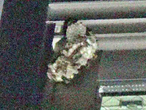 窓枠にコアシナガバチの巣（郡山市）