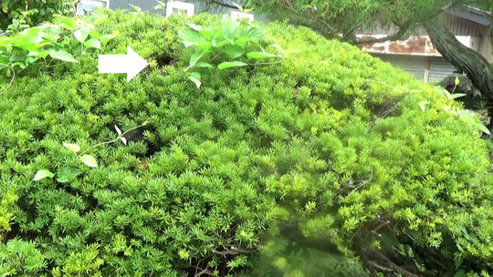 庭木の中に出入りするスズメバチ駆除の現場