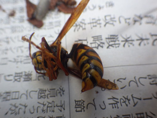 キイロスズメバチの女王蜂（いわき市）