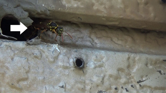 フタモンアシナガバチの出入り