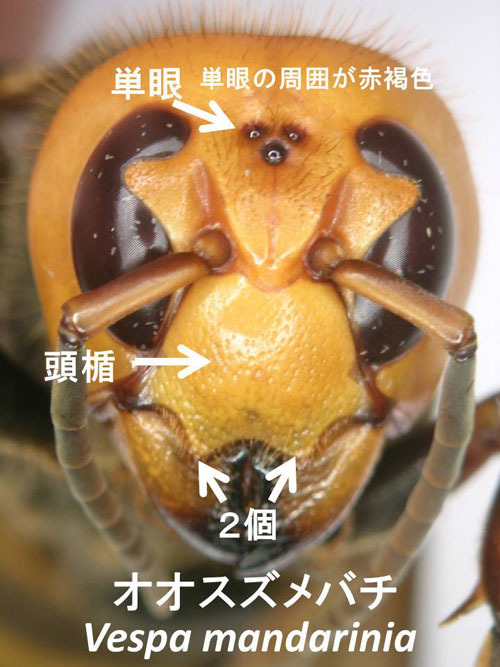 スズメバチの種類の見分け方 スズメバチ駆除のルイワン スズメバチの種類の見分け方 スズメバチ駆除のルイワン